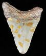 Bargain, Juvenile Megalodon Tooth - North Carolina #62110-1